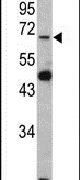Lamin B2 Antibody in Western Blot (WB)