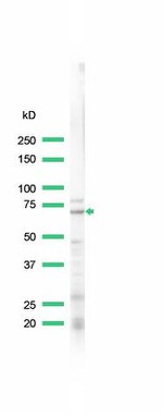 Lamin B1 Antibody in Western Blot (WB)