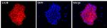 LIN28A Antibody in Immunocytochemistry (ICC/IF)