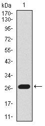 Lplunc1 Monoclonal Antibody (1F11E3)