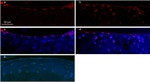 Lubricin Antibody in Immunohistochemistry (IHC)