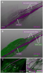 Lucifer Yellow Antibody in Immunohistochemistry (IHC)