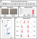 Ly-6A/E (Sca-1) Antibody in Flow Cytometry (Flow)