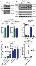 Ly-6A/E (Sca-1) Monoclonal Antibody (D7), Biotin, eBioscience™