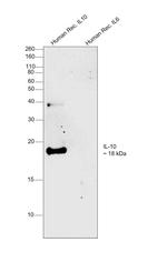 IL-10 Monoclonal Antibody (12G8), Biotin
