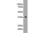 Synaptophysin Antibody in Western Blot (WB)