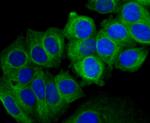 Beta III Tubulin Antibody in Immunocytochemistry (ICC/IF)