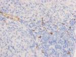 Alkaline Phosphatase Antibody in Immunohistochemistry (Paraffin) (IHC (P))