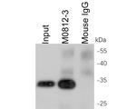 6X His tag Antibody in Immunoprecipitation (IP)