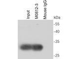 6X His tag Antibody in Immunoprecipitation (IP)