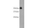 Goat IgG Heavy chain Antibody in Western Blot (WB)