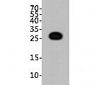 GFP Antibody in Western Blot (WB)
