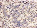 HSP60 Antibody in Immunocytochemistry (ICC/IF)
