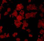 HSP60 Antibody in Immunocytochemistry (ICC/IF)
