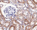 HSP60 Antibody in Immunohistochemistry (Paraffin) (IHC (P))