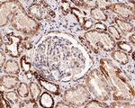 HSP60 Antibody in Immunohistochemistry (Paraffin) (IHC (P))