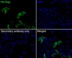 HA Tag Antibody in Immunocytochemistry (ICC/IF)