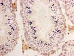 GFP Antibody in Immunohistochemistry (Paraffin) (IHC (P))