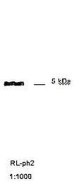 M13 phage coat protein g8p Monoclonal Antibody (RL-ph2)