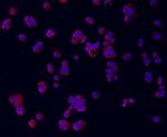 Cardiac Troponin T Antibody in Immunocytochemistry (ICC/IF)