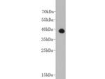 Cardiac Troponin T Antibody in Western Blot (WB)