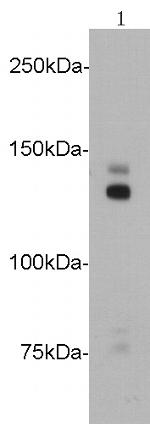 N-Cadherin Antibody in Western Blot (WB)