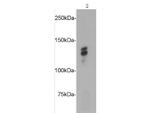 N-Cadherin Antibody in Western Blot (WB)