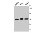 PODXL Antibody in Western Blot (WB)