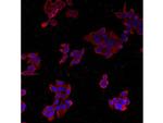 PODXL Antibody in Immunocytochemistry (ICC/IF)