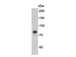 STAT1 Antibody in Western Blot (WB)