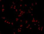 AMPK alpha 1 Antibody in Immunocytochemistry (ICC/IF)