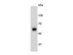 AMPK alpha 1 Antibody in Western Blot (WB)