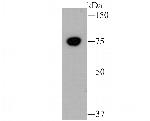 GRP78 BiP Antibody in Western Blot (WB)