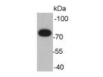 GRP78 BiP Antibody in Western Blot (WB)