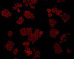 GRP78 BiP Antibody in Immunocytochemistry (ICC/IF)