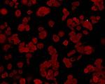 GRP78 BiP Antibody in Immunocytochemistry (ICC/IF)