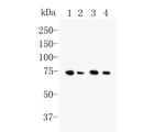 GRP78 BiP Antibody in Western Blot (WB)