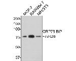 GRP78 BiP Antibody in Western Blot (WB)
