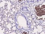 CD34 Antibody in Immunohistochemistry (Paraffin) (IHC (P))