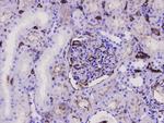 CD34 Antibody in Immunohistochemistry (Paraffin) (IHC (P))
