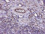 CD34 Antibody in Immunohistochemistry (Paraffin) (IHC (P))
