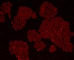 Cyclin B1 Antibody in Immunocytochemistry (ICC/IF)