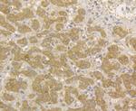 Transferrin Antibody in Immunohistochemistry (Paraffin) (IHC (P))