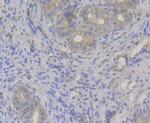 Transferrin Antibody in Immunohistochemistry (Paraffin) (IHC (P))