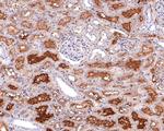 Transferrin Antibody in Immunohistochemistry (Paraffin) (IHC (P))