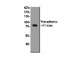 Transferrin Antibody in Western Blot (WB)
