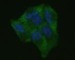 ICAM-1 Antibody in Immunocytochemistry (ICC/IF)