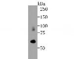 ICAM-1 Antibody in Western Blot (WB)