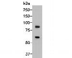 ICAM-1 Antibody in Western Blot (WB)