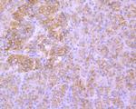 LAMP2 Antibody in Immunohistochemistry (Paraffin) (IHC (P))